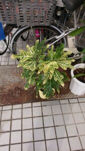 武庫之荘のメンズカット理容室バーバーインイチの観葉植物