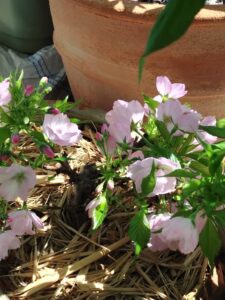インイチの桜